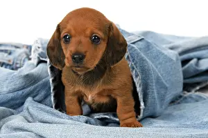 Clothes: DOG. Standard Dachshund puppy, 6 weeks old, sleepy, in denim
