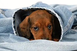 Clothes: DOG. Standard Dachshund puppy, 6 weeks old, sleepy, in denim
