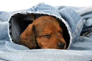 Clothes: DOG. Standard Dachshund puppy, 6 weeks old, sleepy, in denim