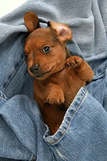 Clothes: DOG. Standard Dachshund puppy, 6 weeks old, in denim jeans