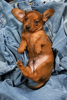 Clothes: DOG. Standard Dachshund puppy, 6 weeks old, sleepy, laying o