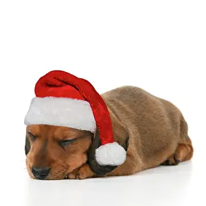 Asleep: DOG. Standard Dachshund puppy sleeping wearing a red Santa h