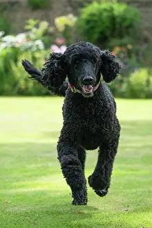 Runing: DOG. Standard Poodle (black ) running in a garden