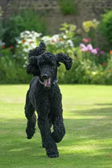 Runing: DOG. Standard Poodle (black ) running in a garden