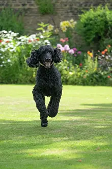 Runing: DOG. Standard Poodle (black ) running in a garden