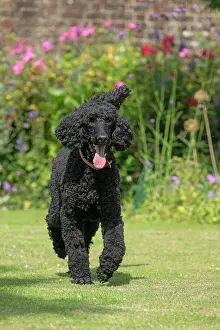 Smiling: DOG. Standard Poodle (black ) running in a garden