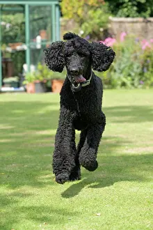 Runing: DOG. Standard Poodle (black ) running in a garden