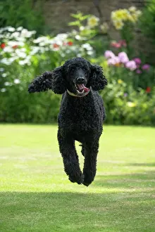 Runing: DOG. Standard Poodle (black ) running in a garden