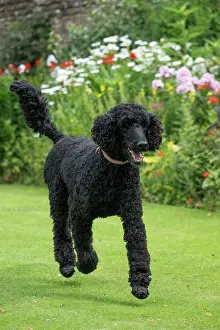 Runing: DOG. Standard Poodle (black ) running in a garden