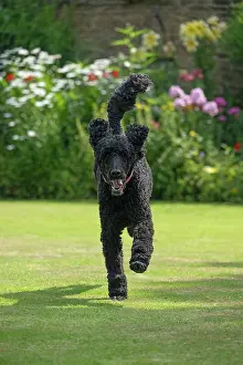 Runing: DOG. Standard Poodle (black ) running in a garden