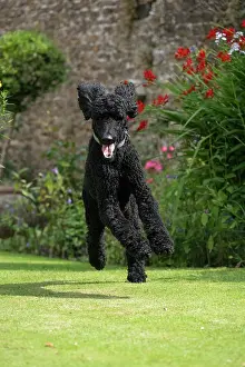 Smiling: DOG. Standard Poodle (black ) running in a garden