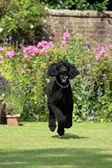 Runing: DOG. Standard Poodle (black ) running in a garden
