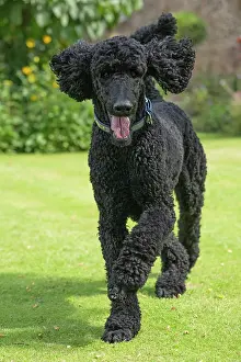 Smiling: DOG. Standard Poodle (black ) running in a garden