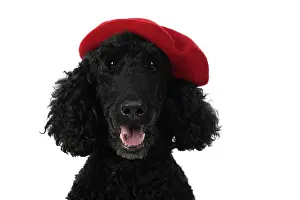Smiling: DOG. Standard Poodle (black ) wearing a red beret