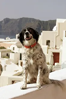Stray: Dog - Stray