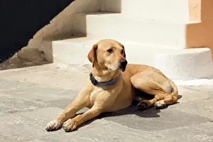 Stray: Dog - Stray