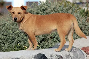 Stray: Dog - Stray