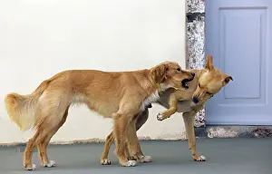 Stray: Dog - Stray
