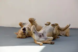 Stray: Dog - Stray