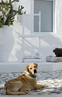 Stray: Dog - Stray