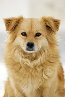Stray: Dog - Stray