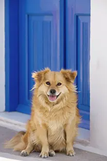 Stray: Dog - Stray