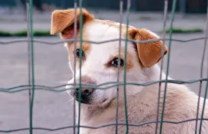 Grill: Dog - Street dog behind grill