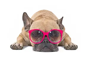 Relaxing: Dog with sunglasses. Funny French Bulldog relaxing