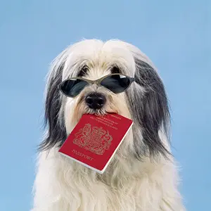 Passport: DOG - SUNGLASSES & PASSPORT