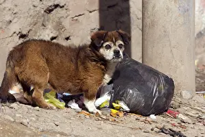 Cans: Dog surprised ripping a dustbin Puno Peru