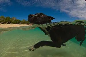 Islets: Dog swimming on beach - Tonga