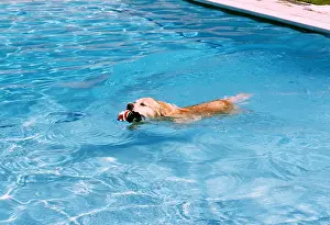 Fetching: DOG - SWIMMING IN POOL