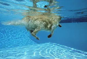 Pools: DOG - SWIMMING in pool