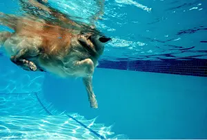 Pools: DOG - SWIMMING in pool