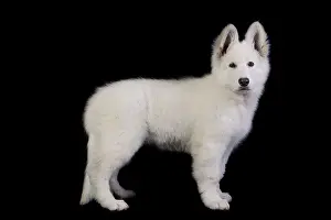 Alastian: Dog - Swiss White Shepherd Dog