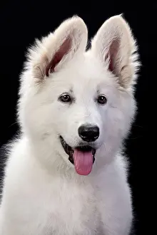 Alastian: Dog - Swiss White Shepherd Dog