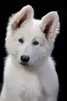 Alastian: Dog - Swiss White Shepherd Dog