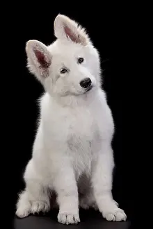 Alastian: Dog - Swiss White Shepherd Dog