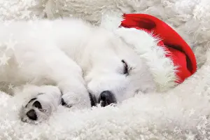 Dog - Swiss White Shepherd Dog
