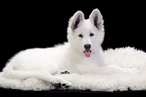 Rugs: Dog - Swiss White Shepherd Dog