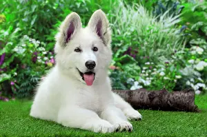 Alastian: Dog - Swiss White Shepherd Dog