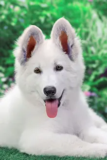 Alastian: Dog - Swiss White Shepherd Dog