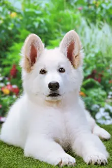 Alastian: Dog - Swiss White Shepherd Dog