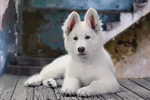 Deck: Dog - Swiss White Shepherd Dog