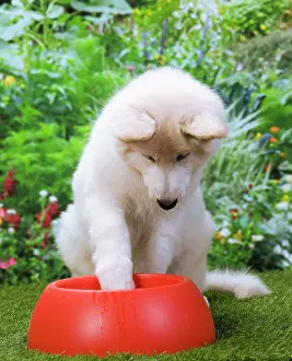 Alastian: Dog - Swiss White Shepherd Dog - with dog bowl