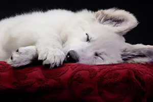 Alastian: Dog - Swiss White Shepherd Dog - sleeping