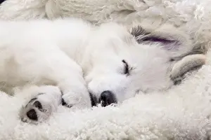 Rugs: Dog - Swiss White Shepherd Dog - sleeping
