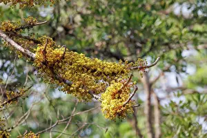 Assam: dog teak or Nepali elephant apple, Dillenia pentagyna