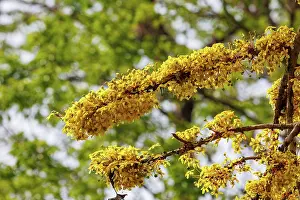 Assam: dog teak or Nepali elephant apple, Dillenia pentagyna