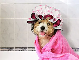 Baths: DOG -Teddy Bear dog